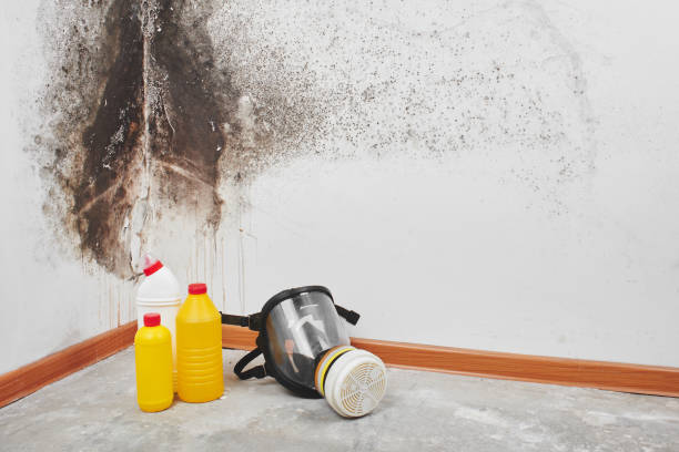 Best Attic Mold Removal  in Vista Center, NJ