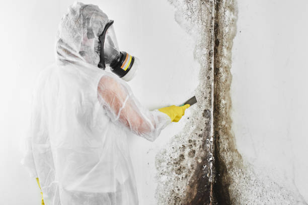 Best Certified Mold Removal  in Vista Center, NJ