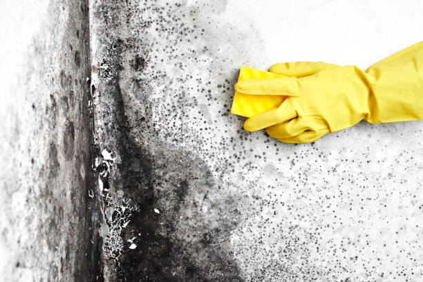 Best Professional Mold Removal  in Vista Center, NJ