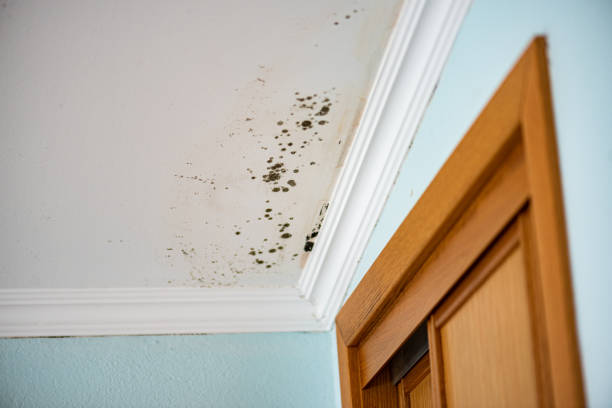 Best Residential Mold Removal  in Vista Center, NJ