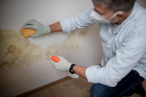 Best Affordable Mold Removal  in Vista Center, NJ