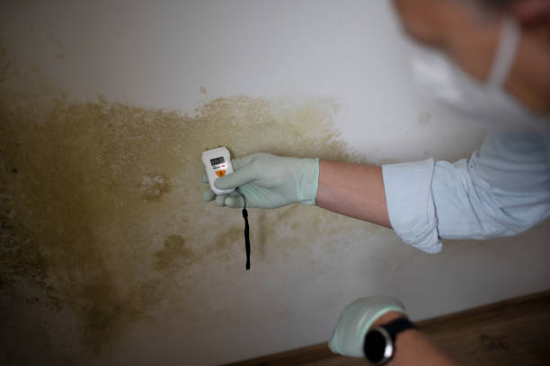 Best Crawl Space Mold Removal  in Vista Center, NJ