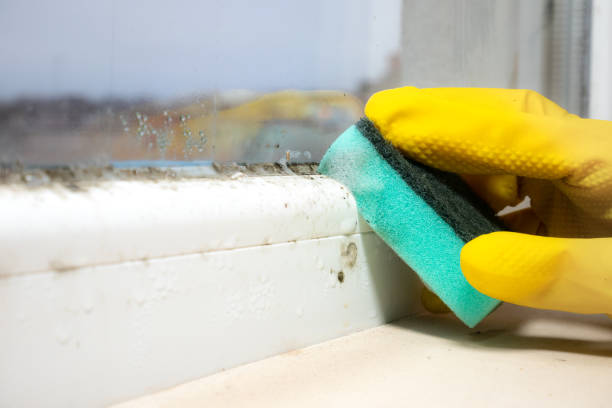 Best Local Mold Removal Service  in Vista Center, NJ