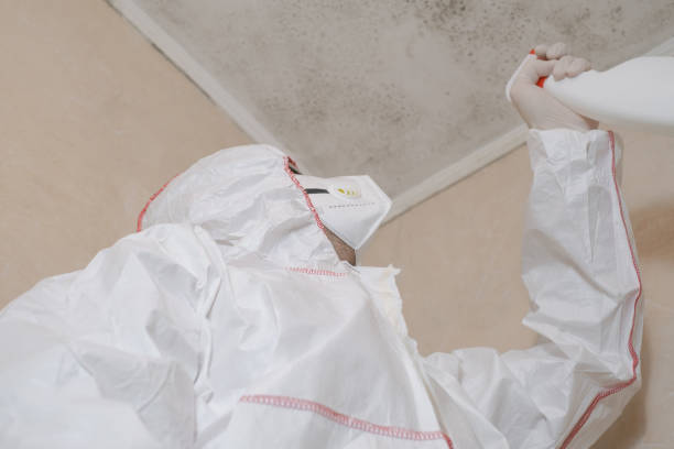 Home Mold Removal in Vista Center, NJ