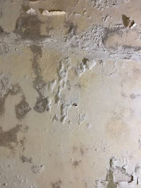 Best Mold Damage Repair  in Vista Center, NJ