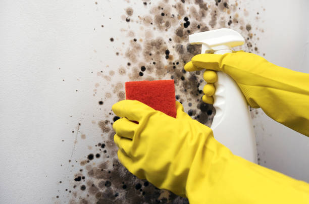 Best Certified Mold Removal  in Vista Center, NJ