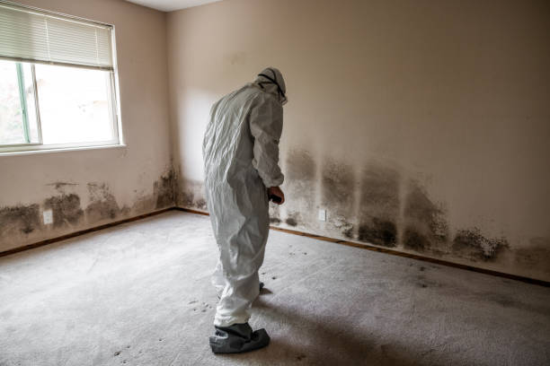 Best Professional Mold Removal  in Vista Center, NJ